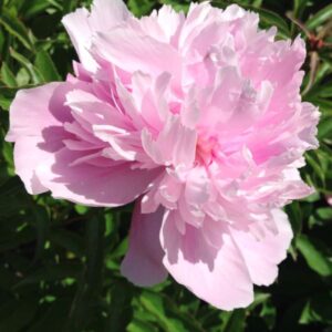 Пион травянистый нежно-розовый