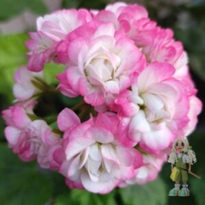 Пеларгония зональная Apple Blossom Rosebud