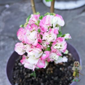 Пеларгония зональная Apple Blossom Rosebud (Аппле Блоссом Розебуд)