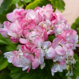 Пеларгония зональная Apple Blossom Rosebud