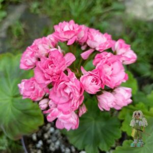 Пеларгония зональная Australien Pink Rosebud (Австралиан Пинк Розебуд)