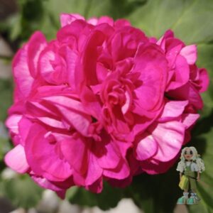 Пеларгония зональная Bold Minstrel