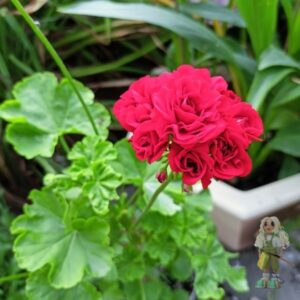 Пеларгония зональная Red Rosebud (Рэд Розебуд)