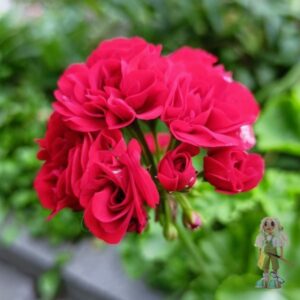 Пеларгония зональная Red Rosebud (Рэд Розебуд)