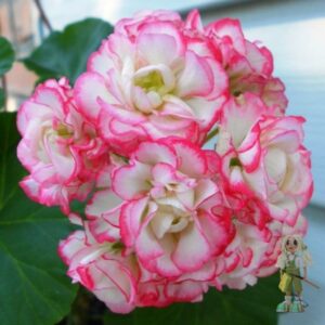 Пеларгония зональная Sutarve Klara Sun