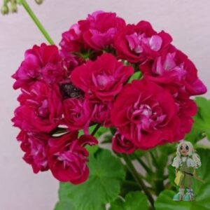 Пеларгония зональная Ungarisk Appleblossom Rosebud