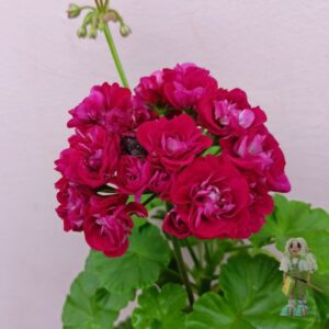 Пеларгония зональная Ungarisk Appleblossom Rosebud