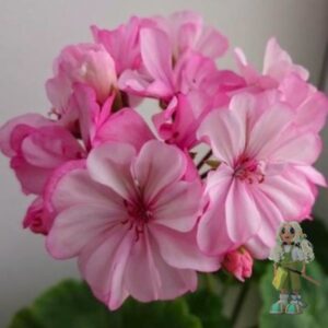 Пеларгония зональная Occold Lagoon  (Окколд Лагун)