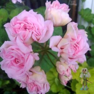 Пеларгония ivy-гибрид  Achievement