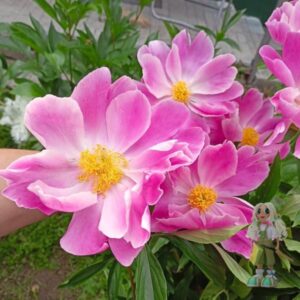Пион травянистый простой розовый Ромашка