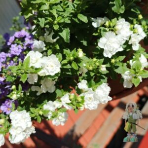 Бакопа Double Snowball White