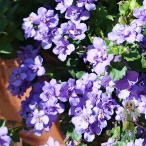 Бакопа Scopia Double Indigo