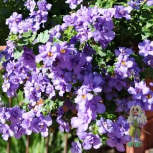 Бакопа Scopia Double Indigo