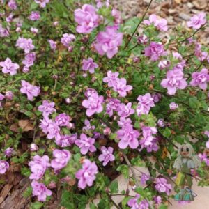 Бакопа Scopia Double Pink