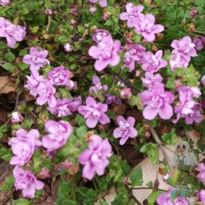 Бакопа Scopia Double Pink