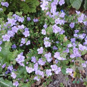 Бакопа Baristo Double Lavender