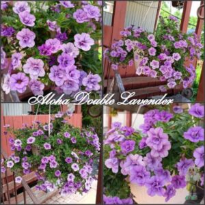 Калибрахоа Aloha Double Lavander