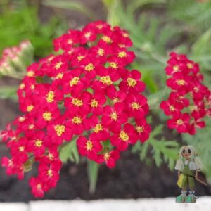 Тысячелистник обыкновенный Paprika