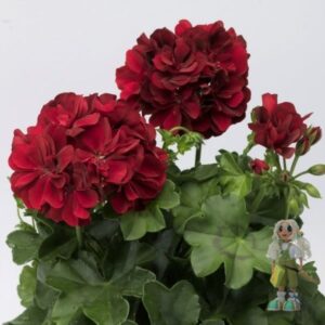 Пеларгония гибридная Calliope Dark Red
