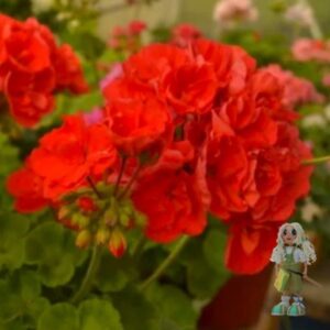 Пеларгония зональная Ainsdale Duke