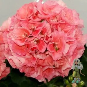 Пеларгония зональная Morfar