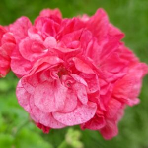 Пеларгония зональная South African Sun