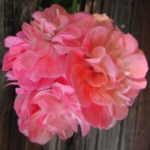 Пеларгония зональная Aim’s Bubble gum