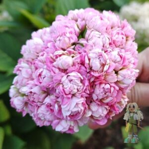 Пеларгония зональная Anita