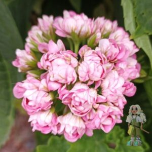 Пеларгония зональная Anita