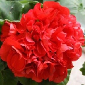 Пеларгония зональная Ainsdale Duke