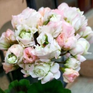 Пеларгония зональная BB Ailee