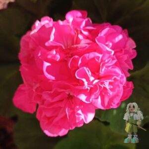 Пеларгония зональная Blomkrukan Sigrid