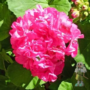 Пеларгония зональная Blomkrukan Sigrid