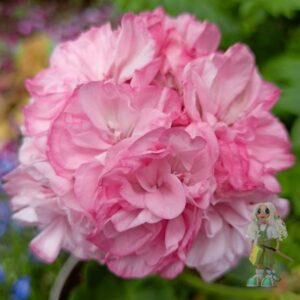 Пеларгония зональная Bold Diamond Wedding