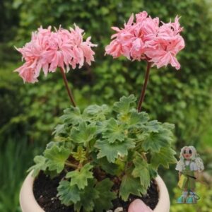 Пеларгония стеллар Bonny