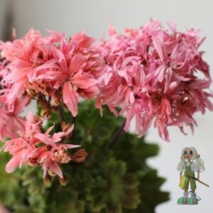 Пеларгония стеллар Bonny