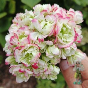 Пеларгония зональная БОТ Выпендрёж