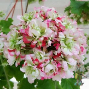 Пеларгония зональная БОТ Выпендрёж