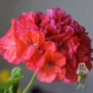 Пеларгония зональная Bronze Corine