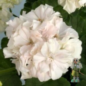 Пеларгония зональная Brookside Champagne