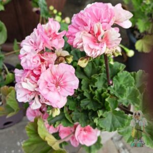 Пеларгония зональная Brookside Miranda