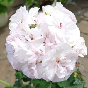 Пеларгония зональная ВY-Белые Росы
