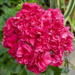 Пеларгония зональная ВY-Коралловый Риф