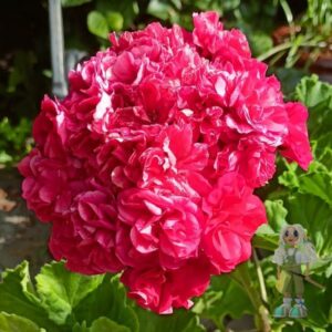 Пеларгония зональная ВY-Коралловый Риф