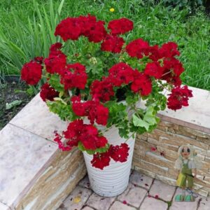 Пеларгония гибридная Calliope Dark Red