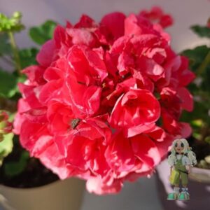 Пеларгония зональная Canasta