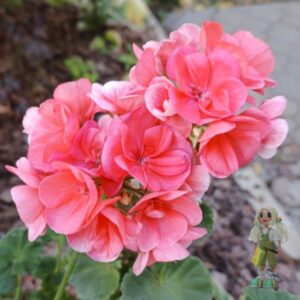 Пеларгония зональная Canasta