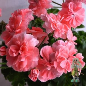 Пеларгония зонартик Cara Rose
