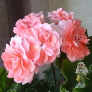 Пеларгония зонартик Cara Rose