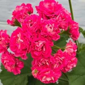 Пеларгония зональная DiaZ Fortuna